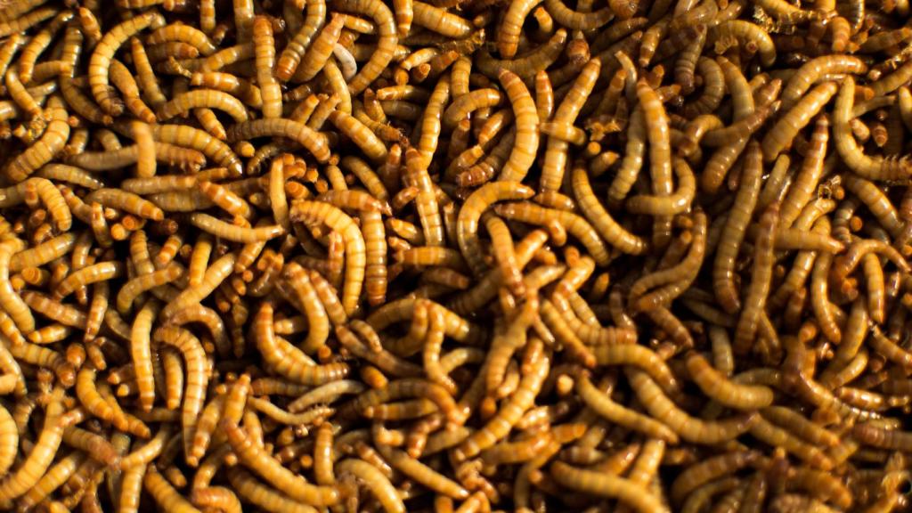 Imagen de un grupo de gusanos de la harina, aptos para el consumo humano