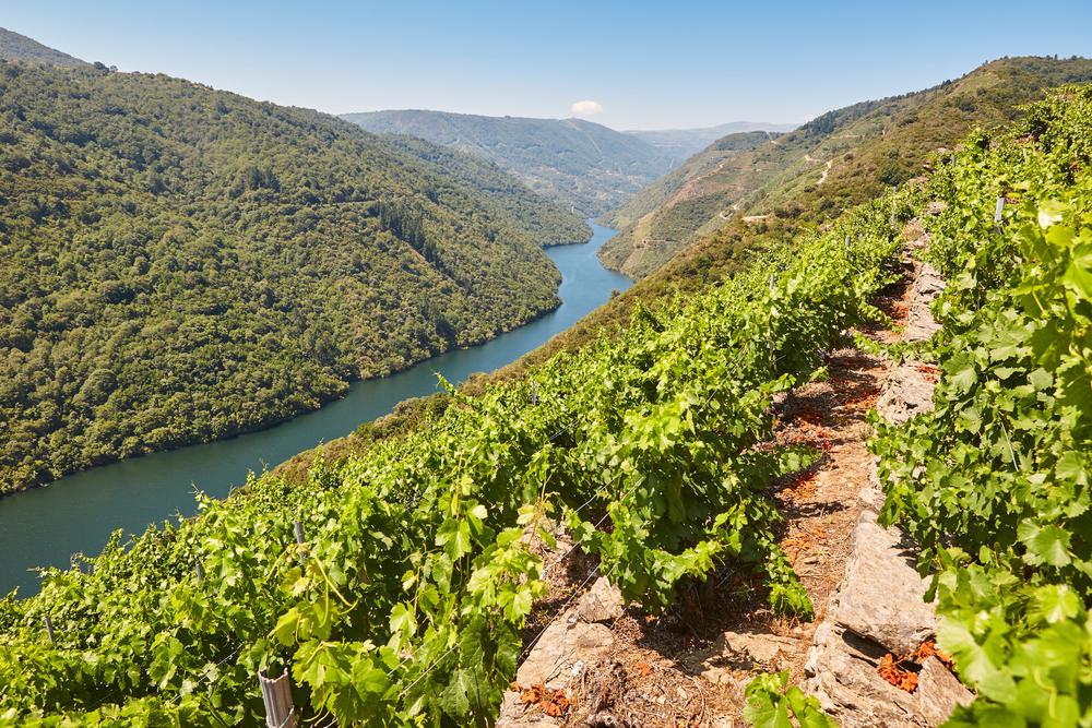 Viñedos en la Ribeira Sacra