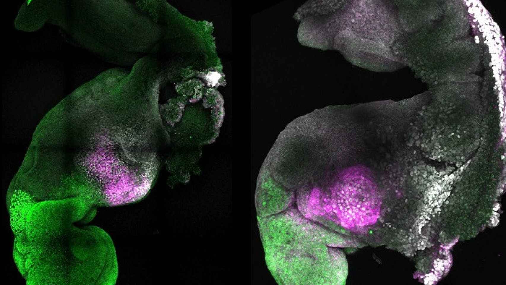 Crean-embriones-sinteticos-de-raton-con-cerebro-y-un-corazon-que-late-a-partir-de-celulas-madre
