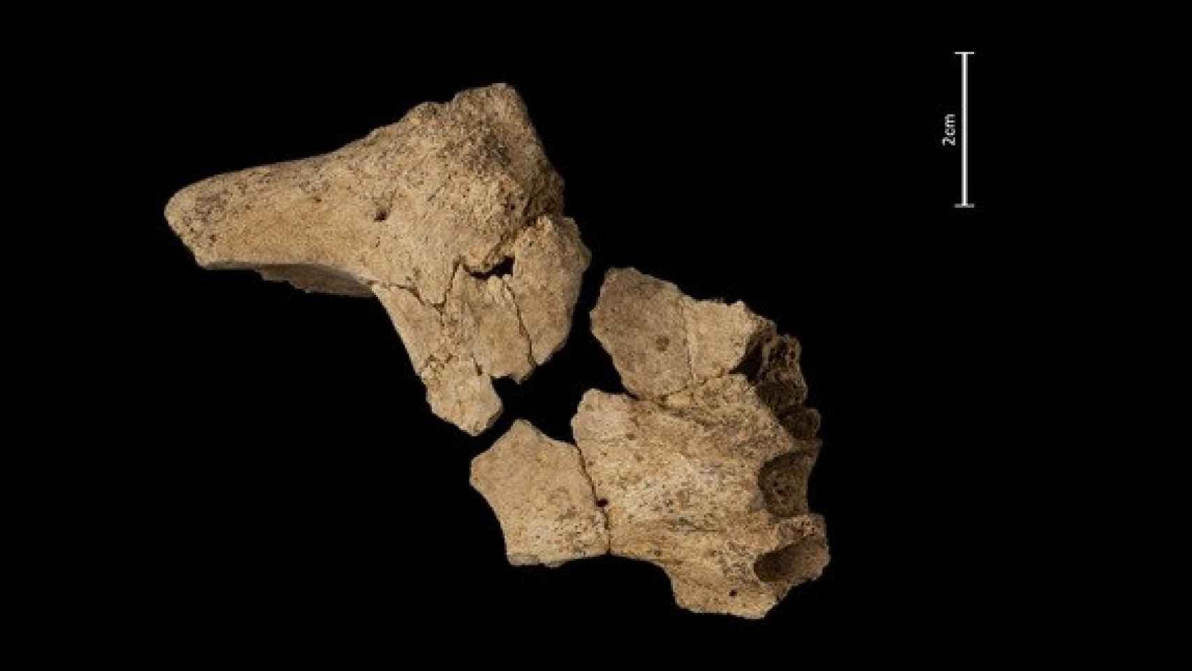 Fósil de la cara del homínido hallado en la sierra de Atapuerca.  Foto: INC