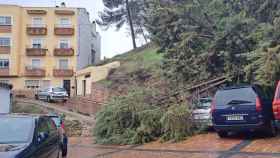 Árbol caído en Cuenca a consecuencia de las lluvias.