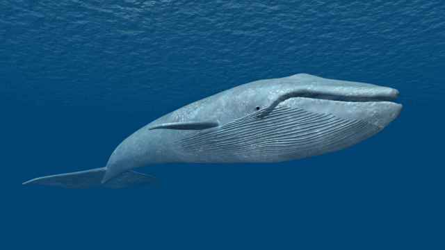 Un ejemplar de ballena azul