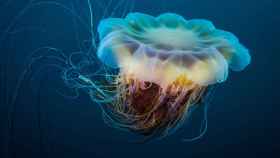 Imagen de una medusa 'melena de león'