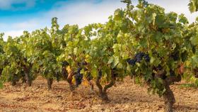 Viñedos en la DO Ribera del Duero.