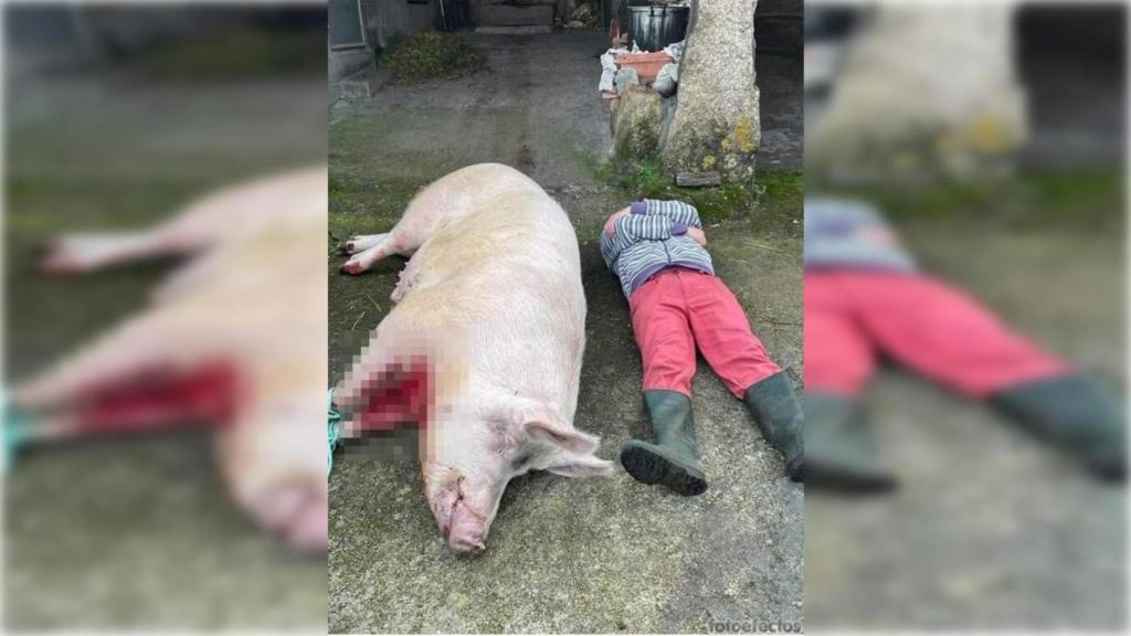 PACMA denuncia el maltrato a un cerdo en Carnota (A Coruña).