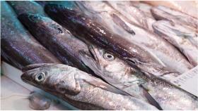 Quintana augura dificultades para la flota de cerco gallega tras el reparto de pesca de la UE