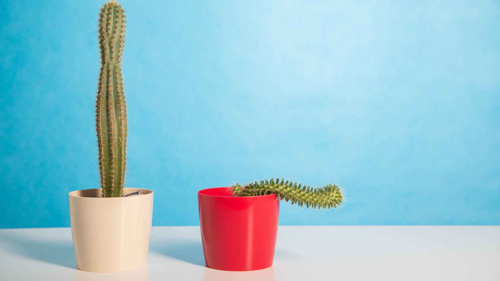 Imagen de archivo con dos cactus que representan, de manera abstracta, la disfunción eréctil.
