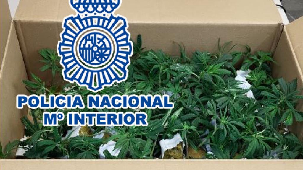 Caja con las plantas de marihuana.