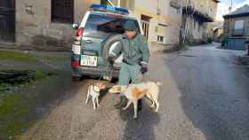 Un agente del Seprona rescató a los perros.