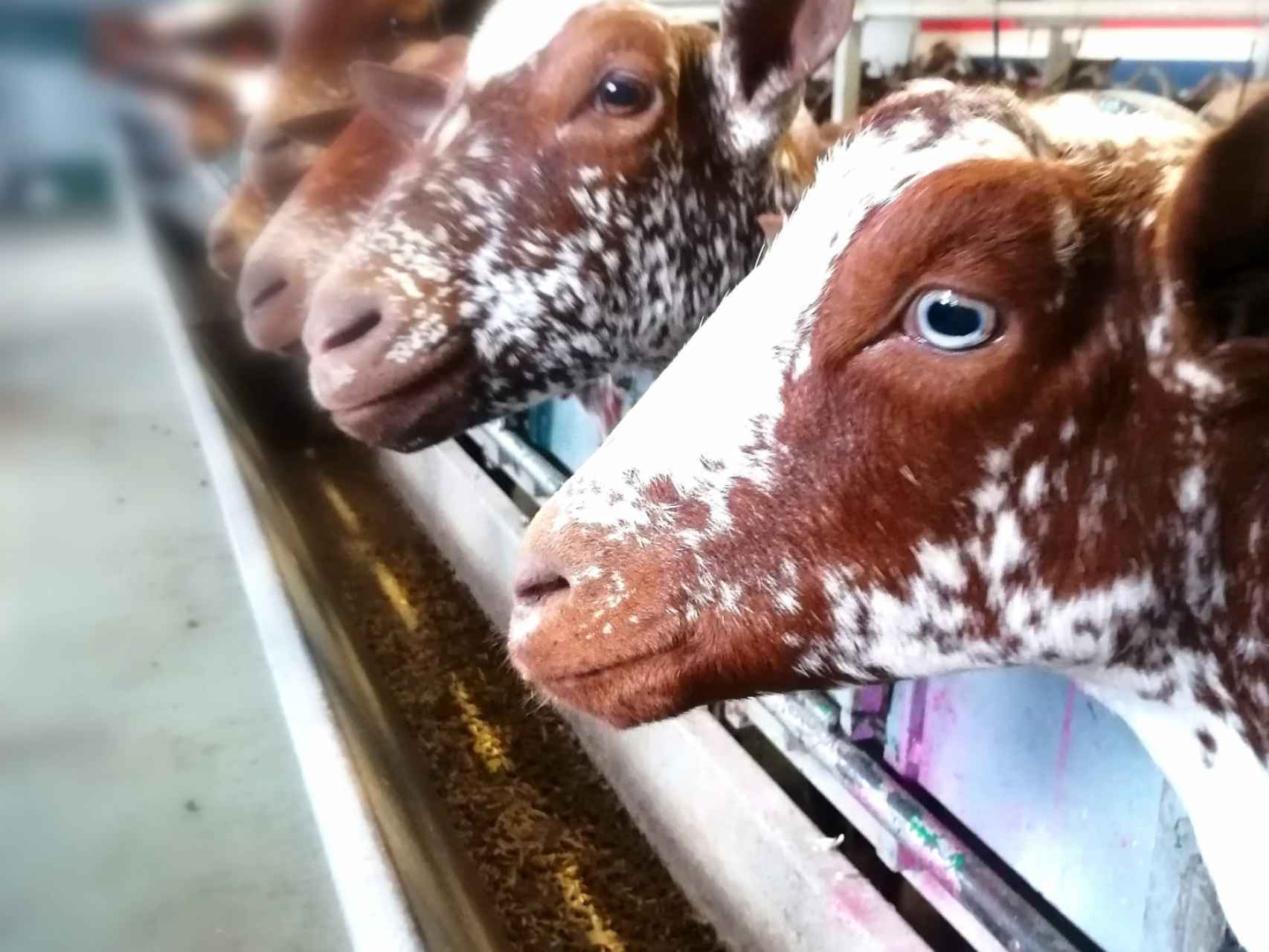 Las nuevas cabras adquiridas