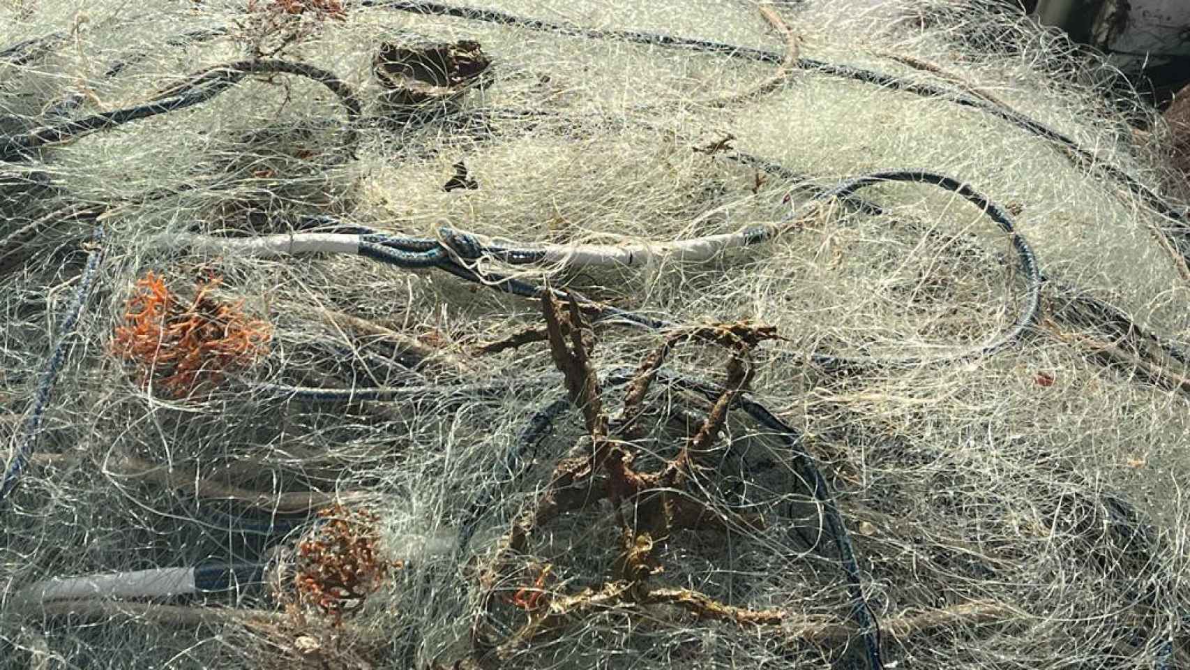 Las redes de pesca con varias gorgonias atrapadas.