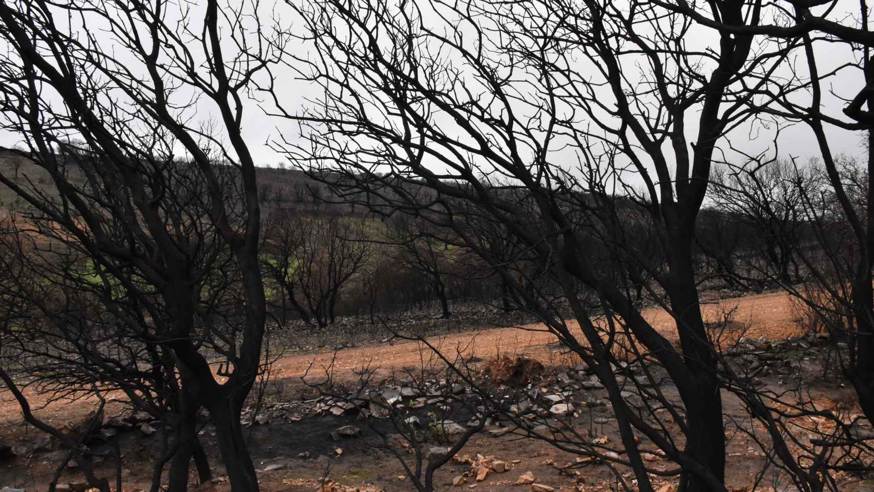 Imagen del incendio en la Sierra de la Culebra, en Zamora, el pasado verano.