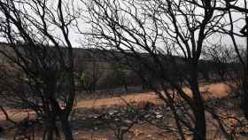 Imagen del incendio en la Sierra de la Culebra, en Zamora, el pasado verano.