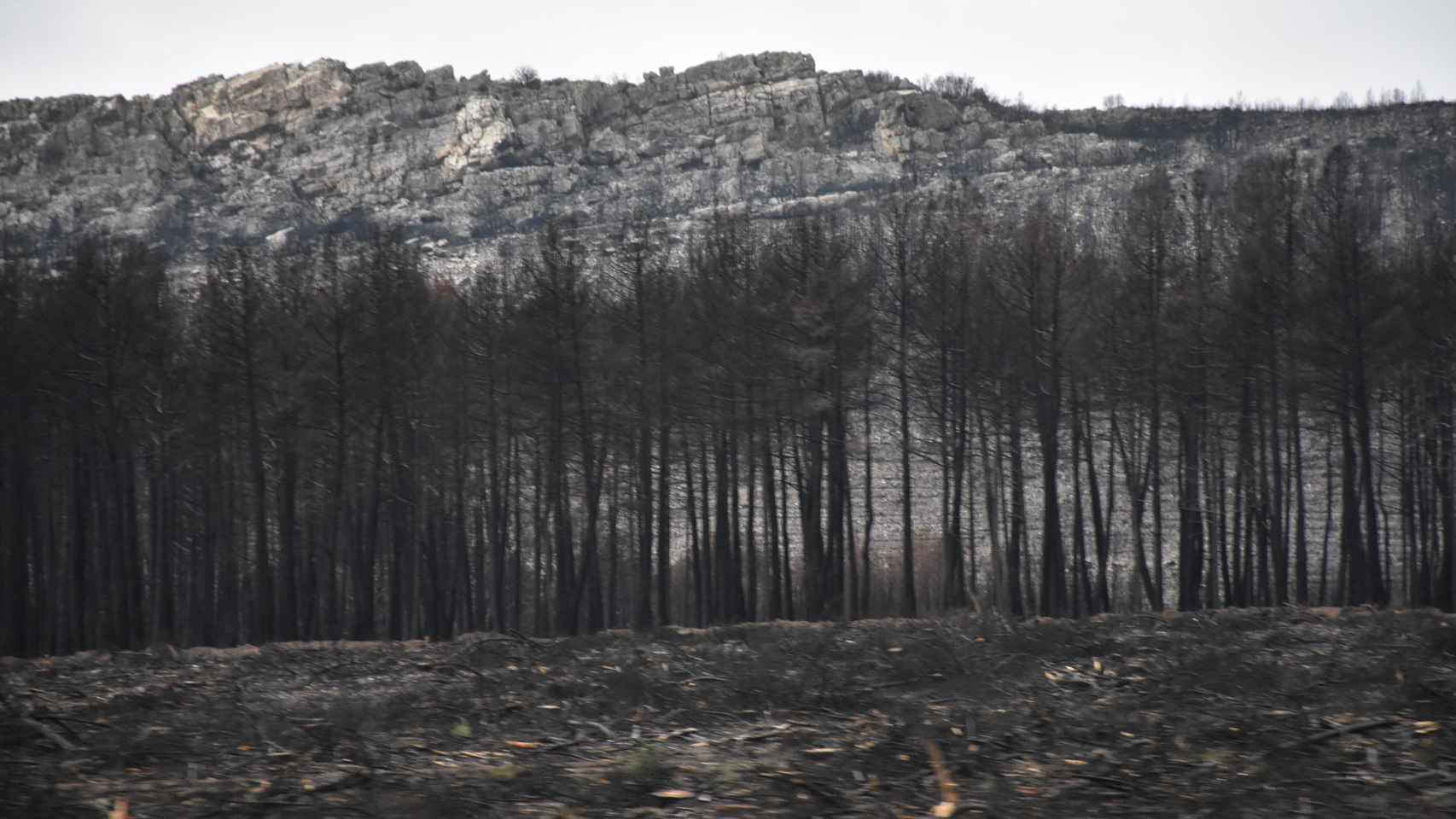 Árboles abrasados tras el incendio en la Sierra de la Culebra