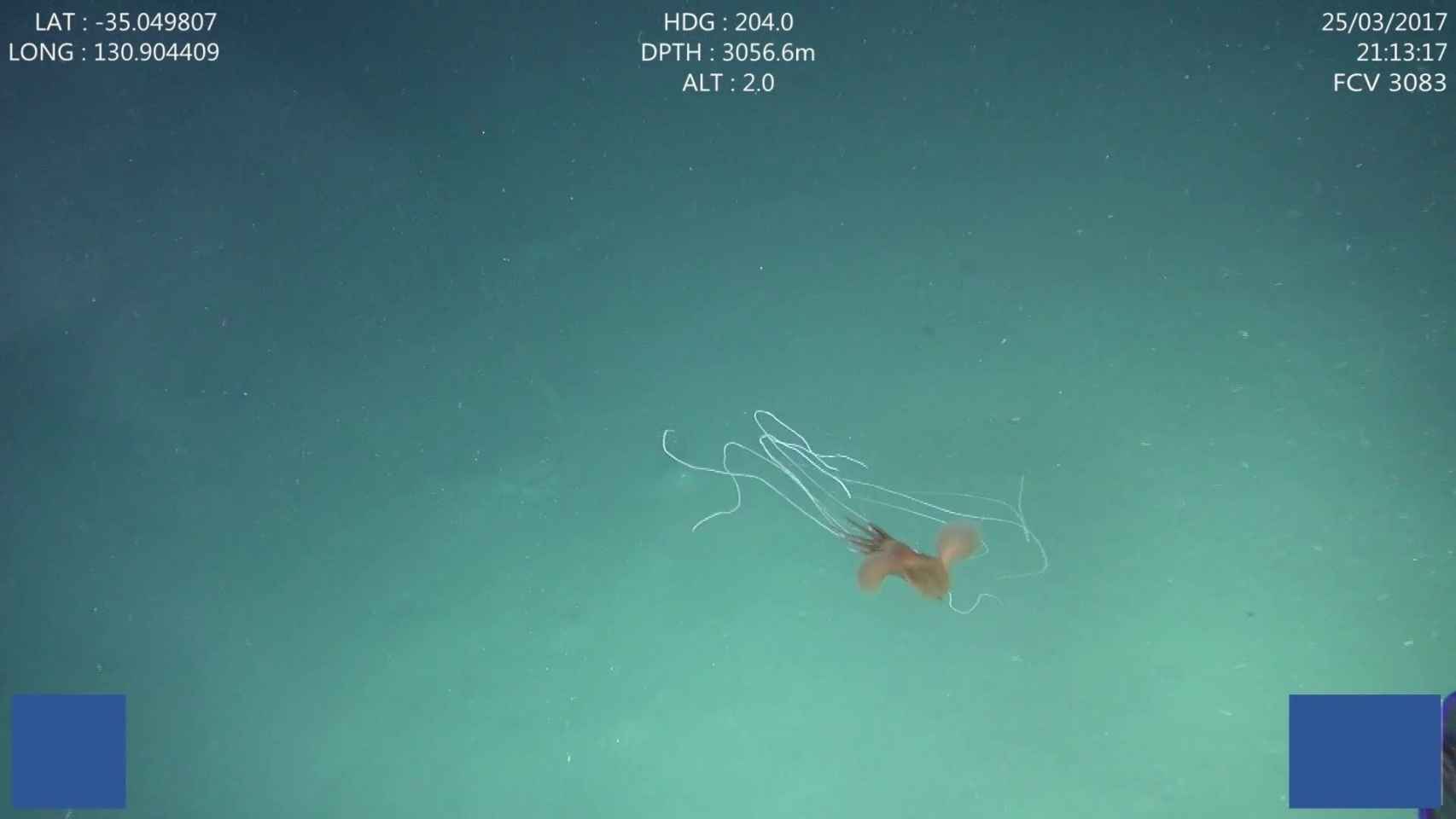 Imagen de archivo captando a un calamar gigante filmado a gran profundidad cerca de Australia.