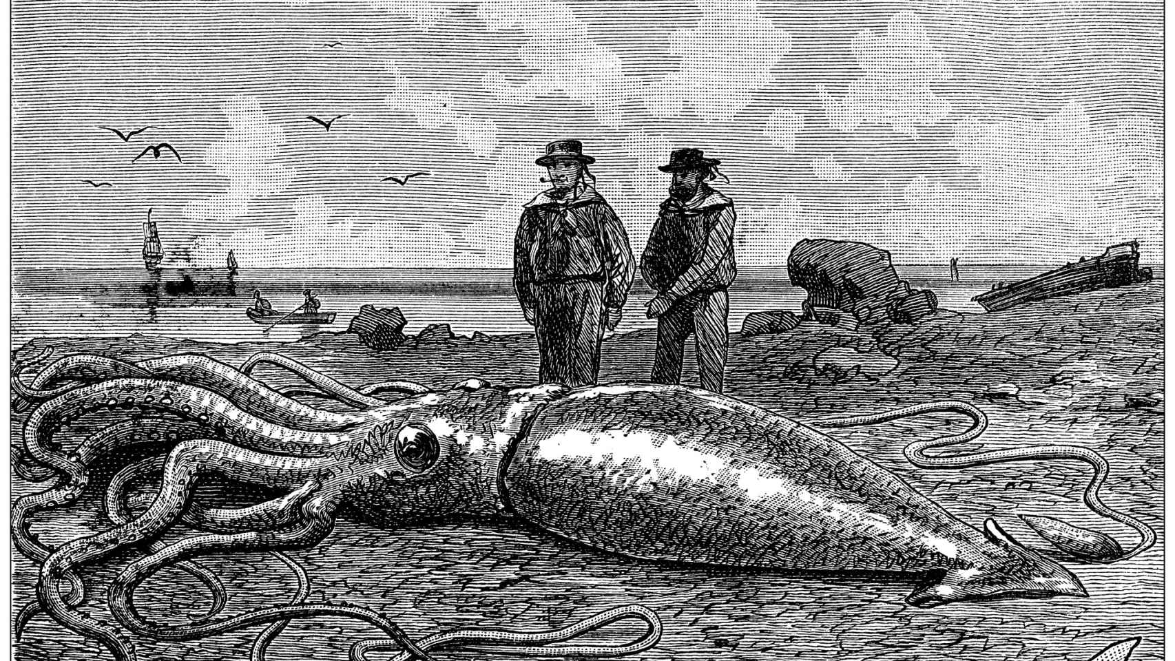 Imagen de archivo que muestra una ilustración antigua de un calamar gigante (Architeuthis dux).