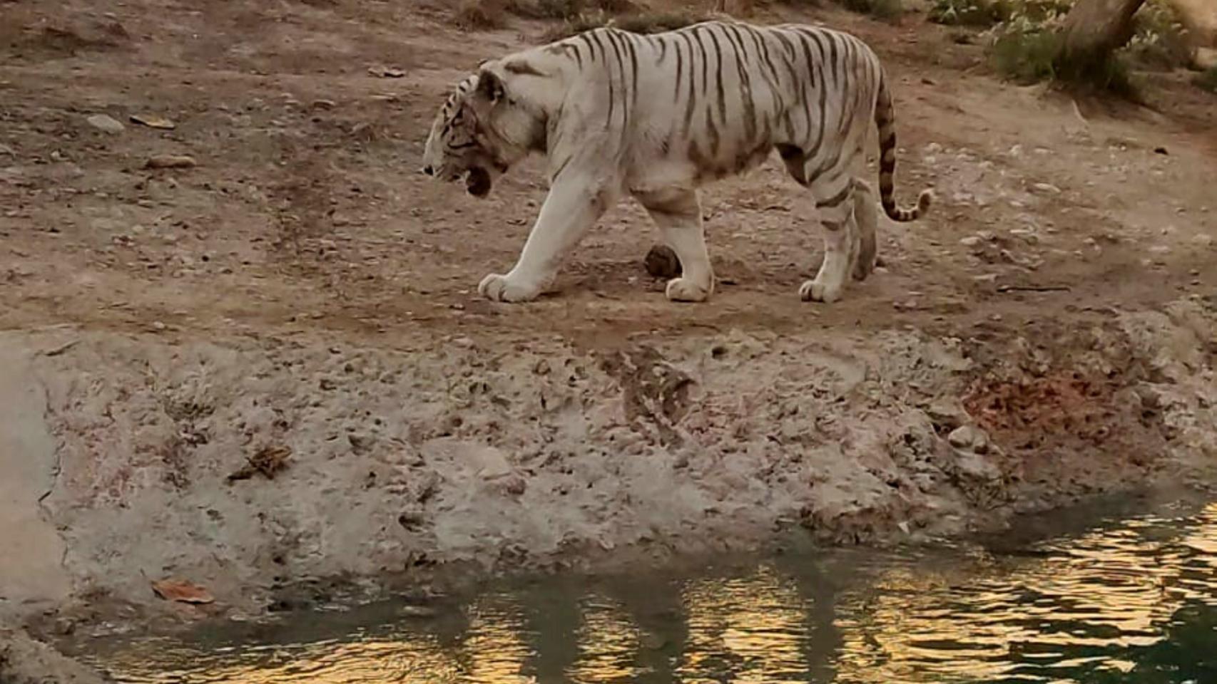 Un tigre blanco en una imagen de archivo del parque de animales de Benidorm.