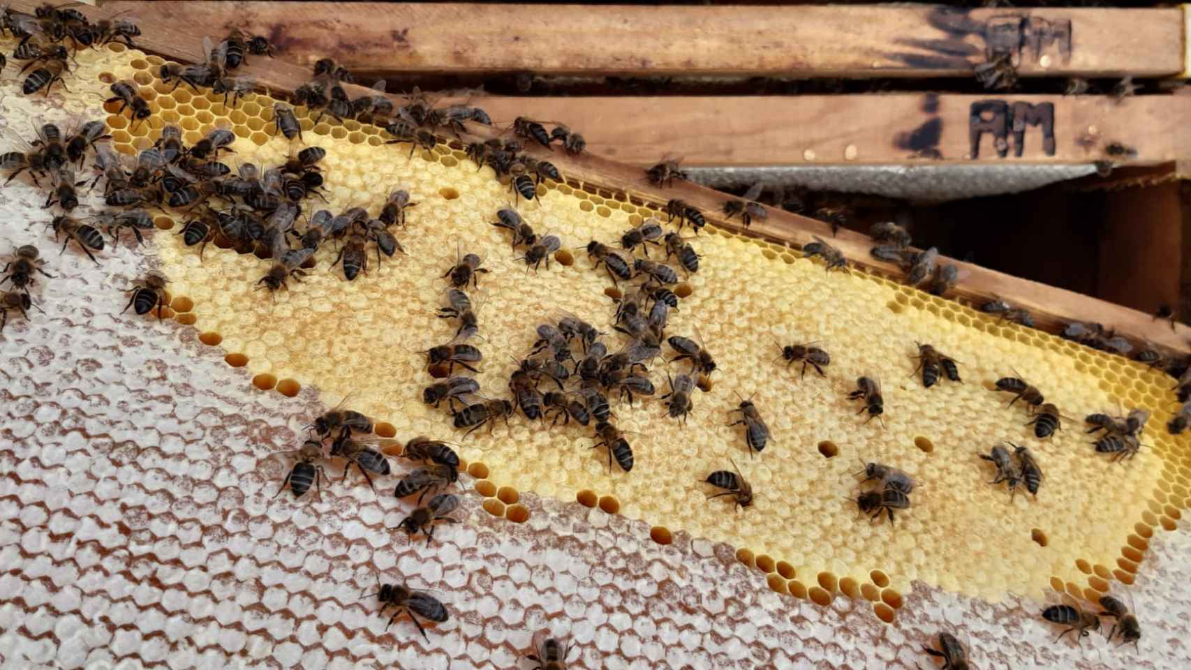 Varias abejas sobre un panal, en la explotación de Ángel Marco.