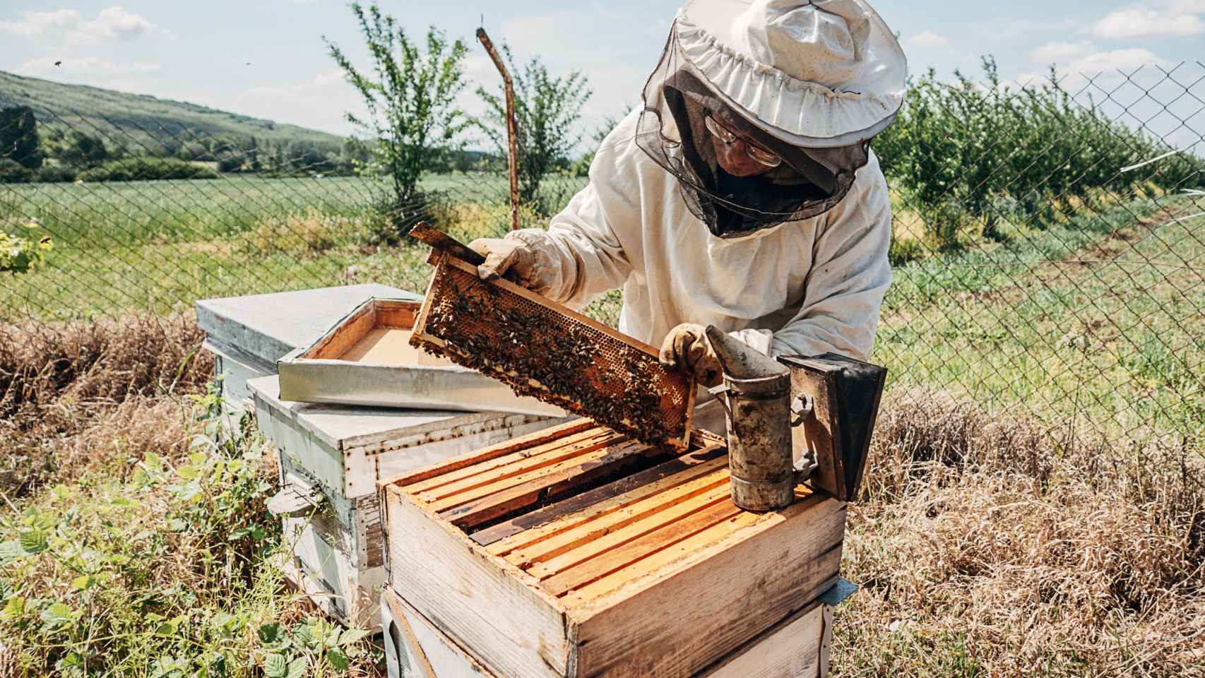 Imagen de archivo de un apicultor trabajando con sus panales.