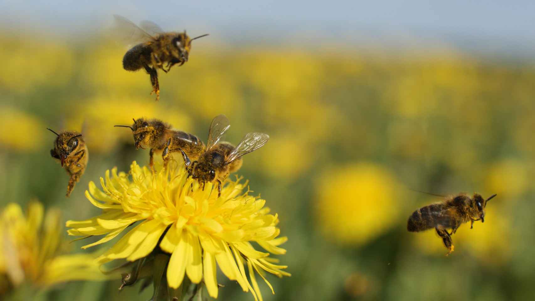 Imagen de archivo de varias abejas alimentándose del néctar de un flor.