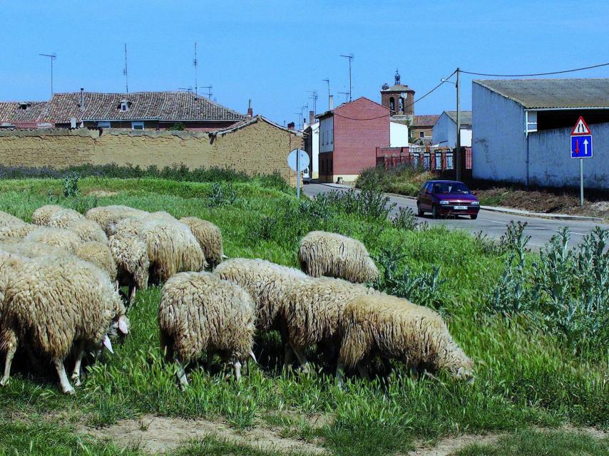 Ovejas en Revenga de Campos.