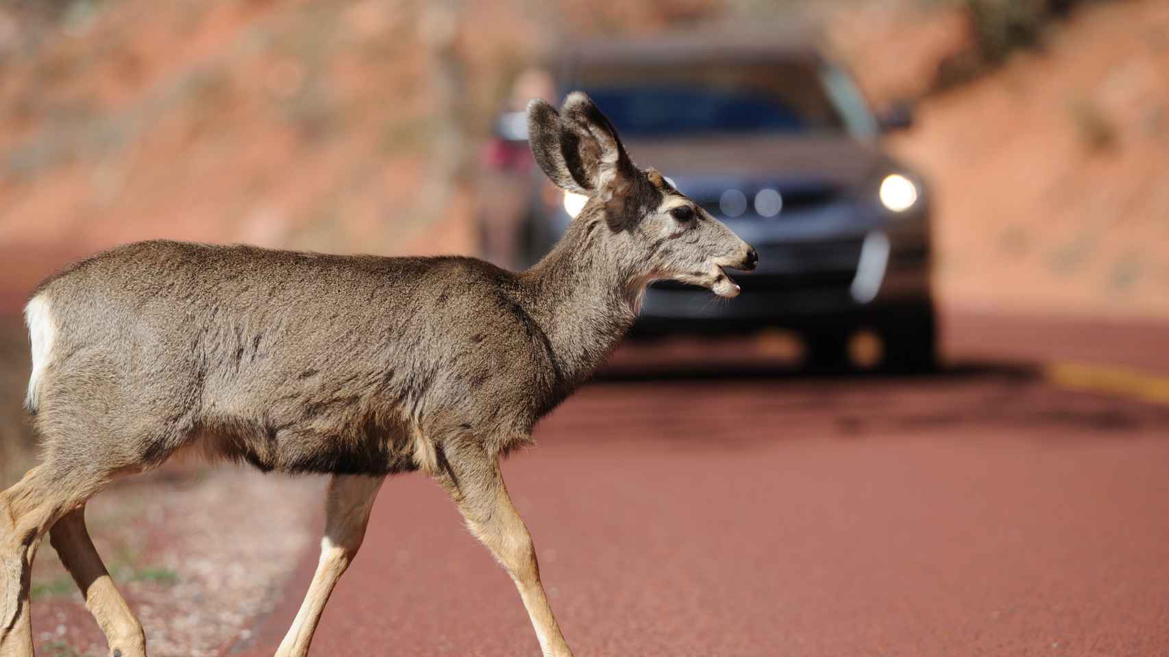 Imagen de archivo con ciervo cruzando una carretera y un vehículo aproximándose.