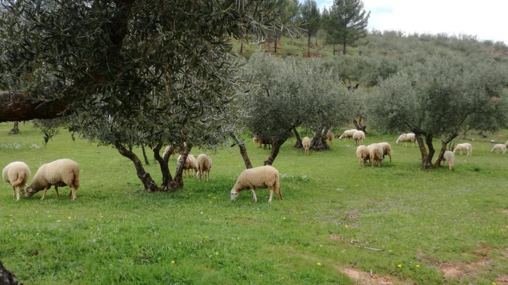 Olivos de AESA.