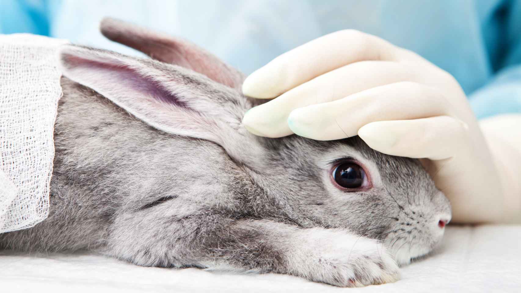 El vídeo de Cruelty Free International muestra maltratos y sufrimientos de cientos de animales, entre ellos, conejos.
