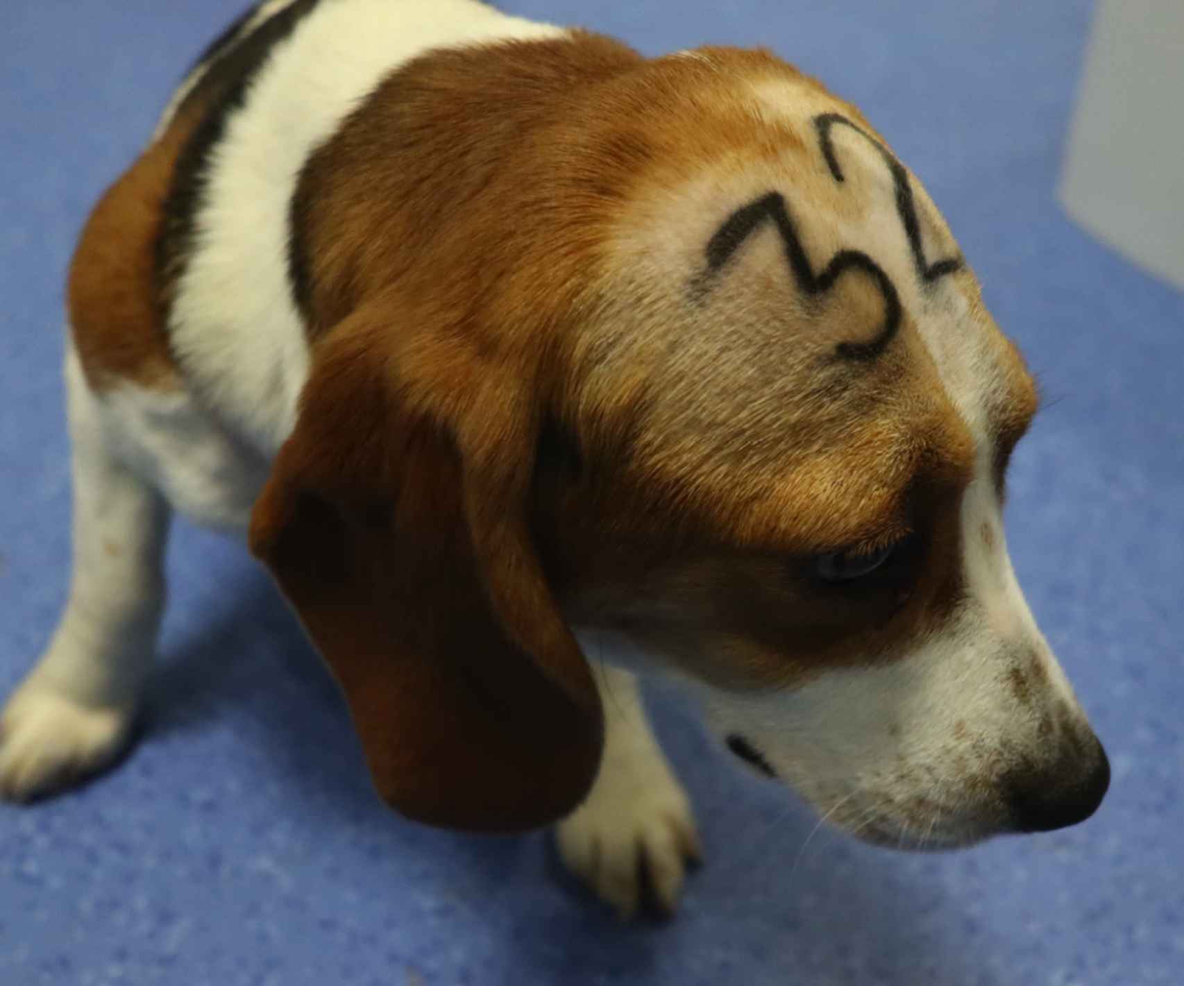 El perro de la raza beagle con el número 32 pintado en la cabeza.