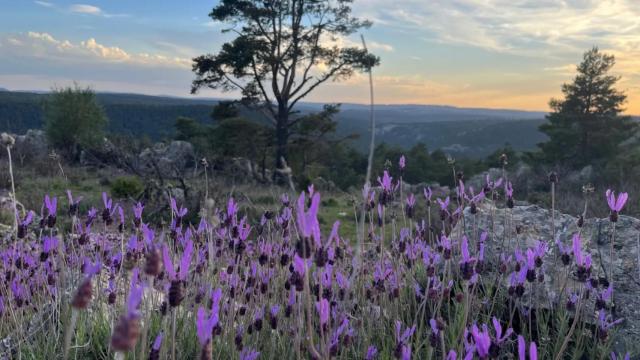 Bosque de la Abundancia de Orea / foto: arbolybosquedelaño.es