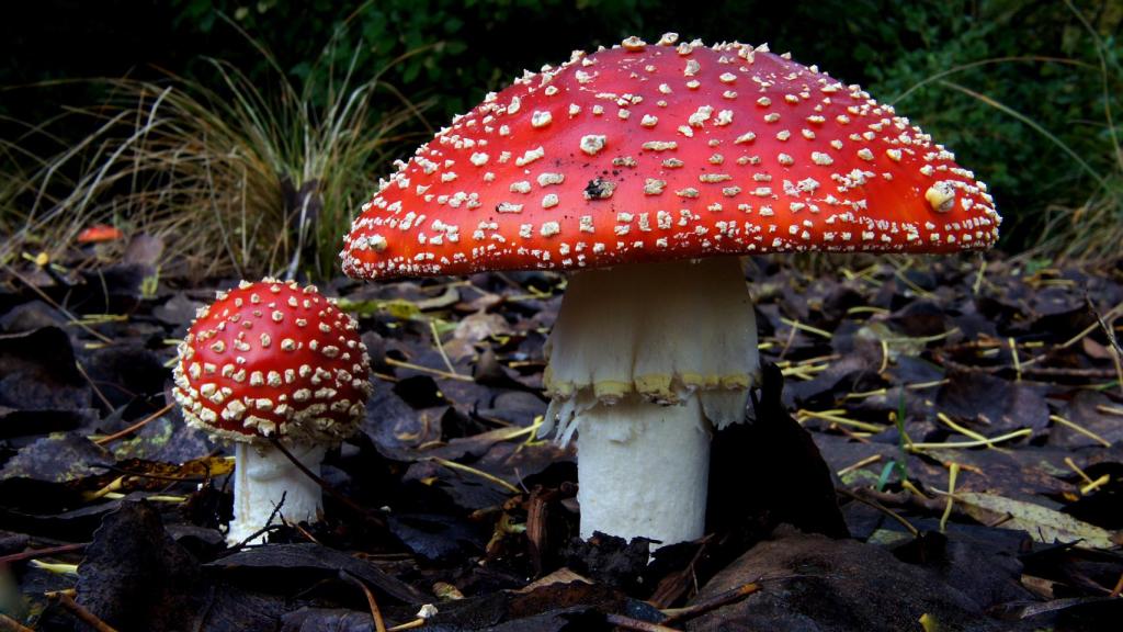 La 'Amanita muscaria', conocida como 'el hongo de la muerte'.