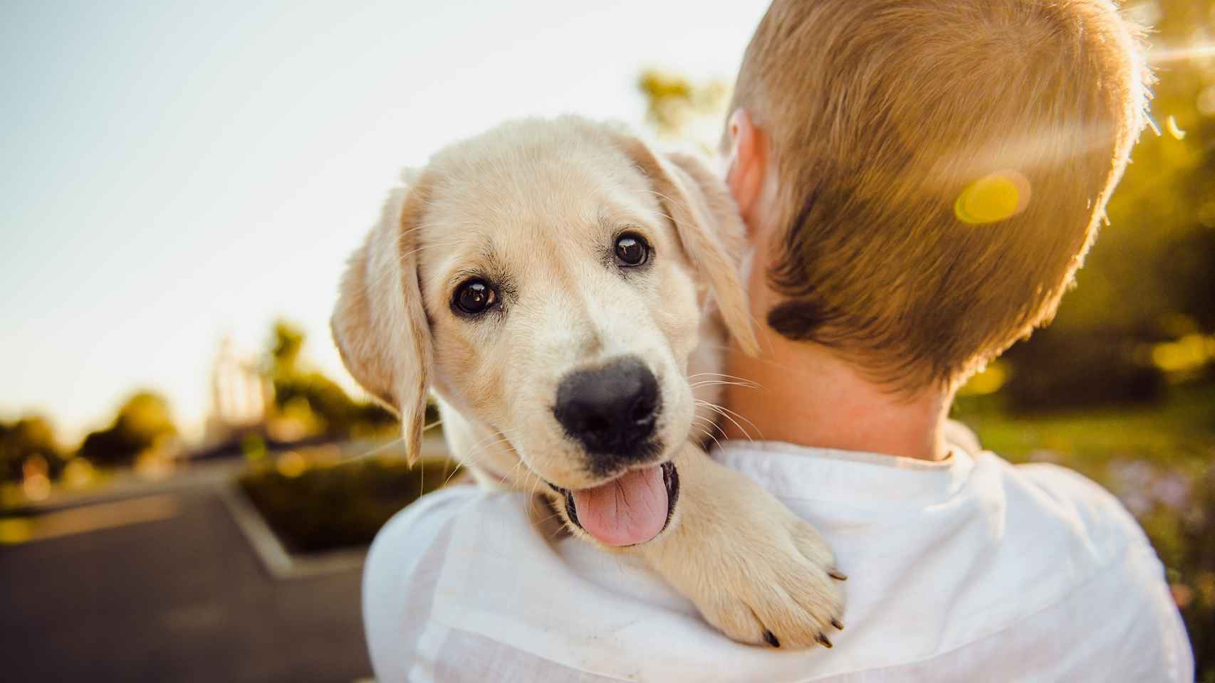 Lo que tienes que saber si tienes un perro con la nueva ley del Bienestar Animal