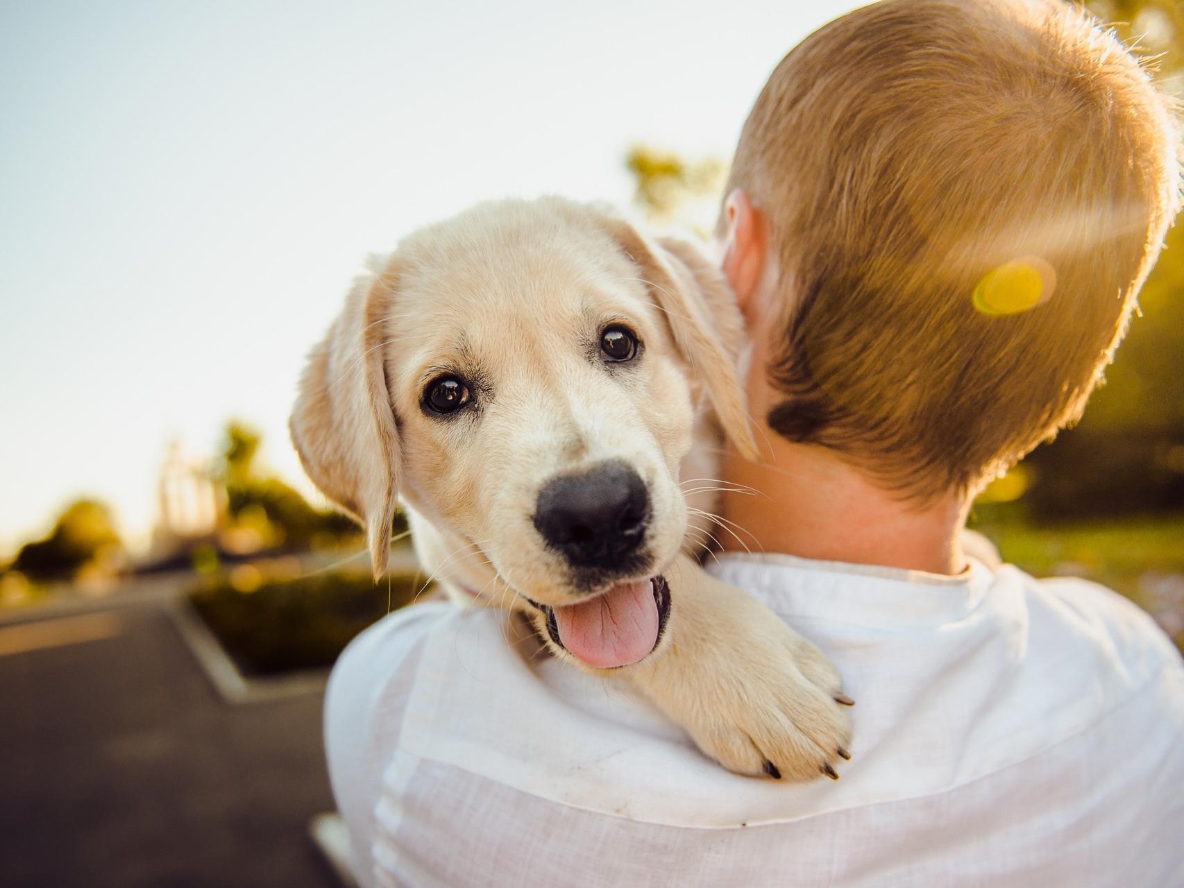 Lo que debes saber si tienes un perro con la nueva ley del Bienestar Animal