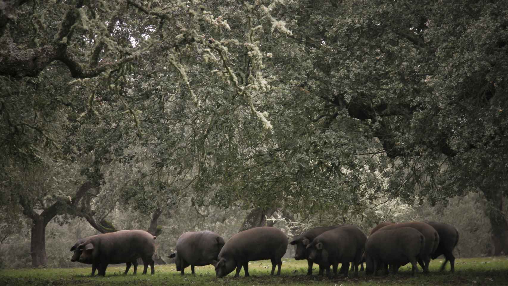 Cerdos pastando en la dehesa de Aljomar.