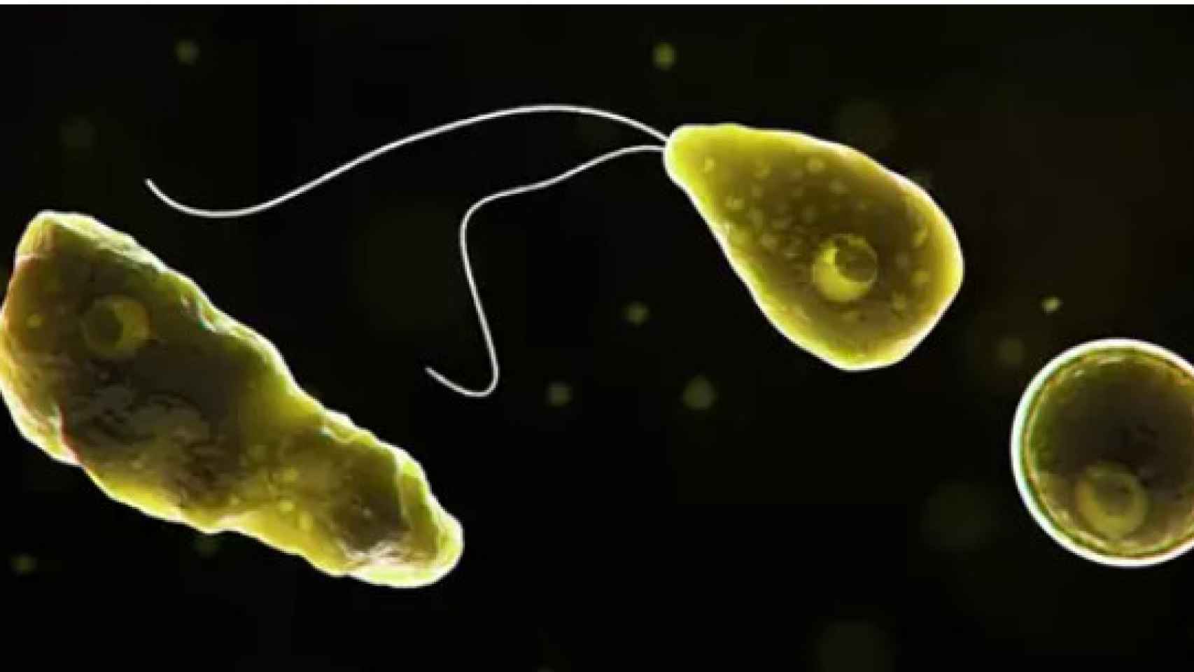Naegleria fowleri, conocida como la ameba comecerebros