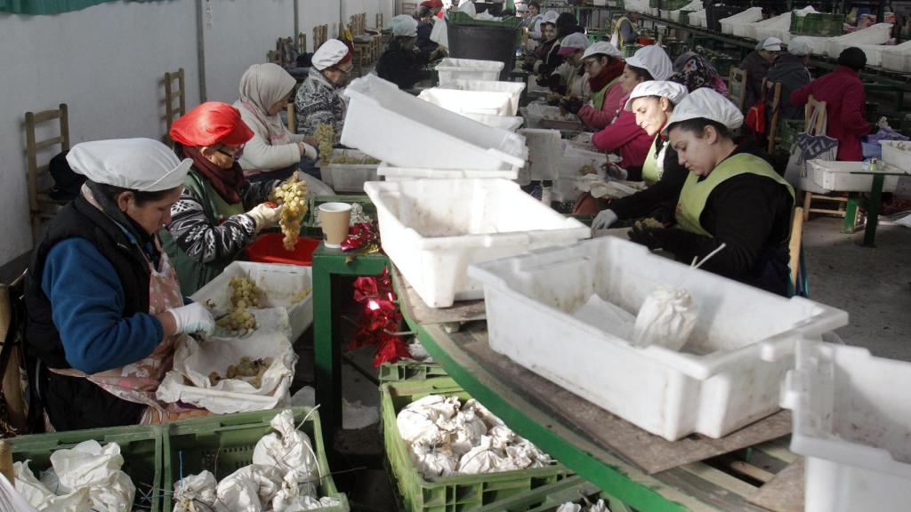 Trabajadoras evasando uva para estas fiestas.