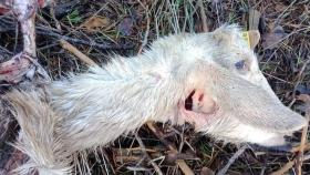 Cabra degollada por lobos