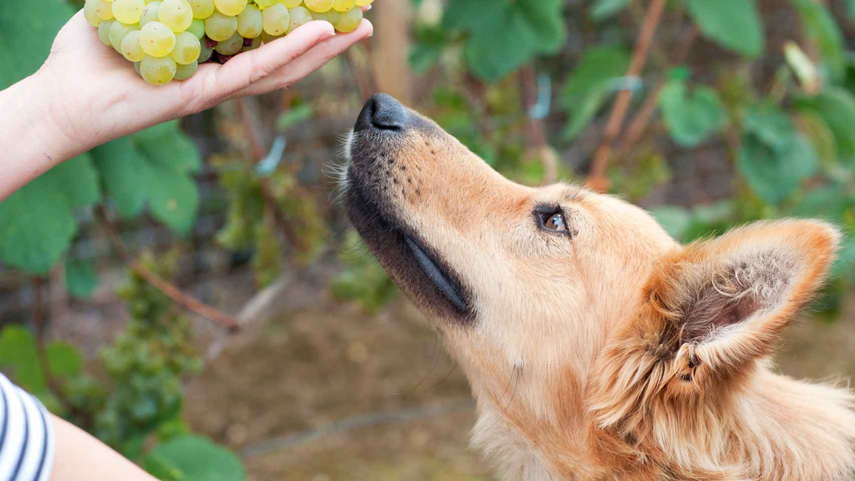 ¿Los perros pueden comer uvas pasas o verdes?