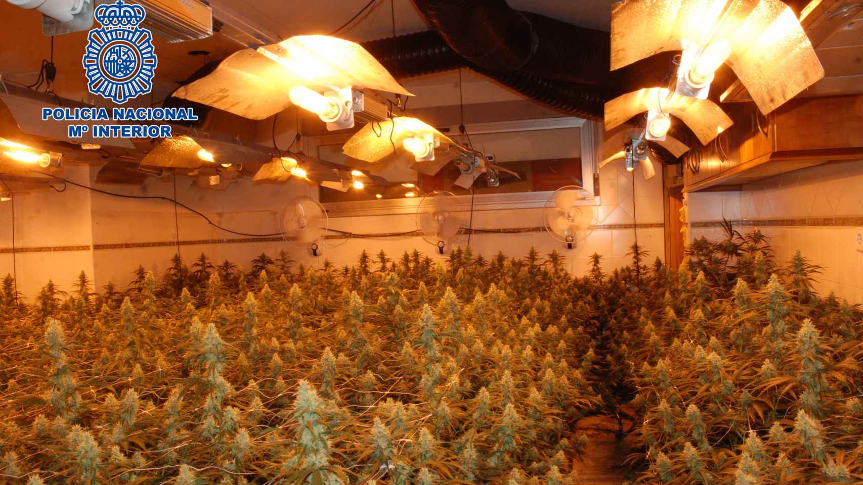 Un detenido y desmantelado un cultivo de marihuana en Cuenca compuesto por más de 600 plantas de cannabis