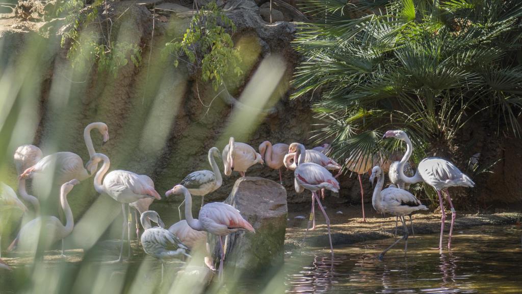 Un grupo de flamencos del Bioparc Fuengirola.