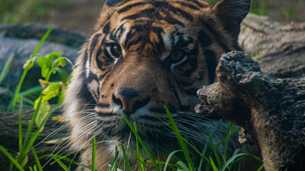 Imagen de un tigre del Bioparc Fuengirola.