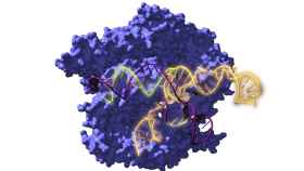Imagen de Cas9, una enzima asociada con el sistema CRISPR, actuando sobre el ADN.