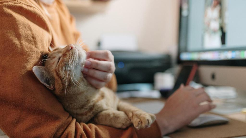 Así se clasifican los gatos, según la Ley del Bienestar Animal