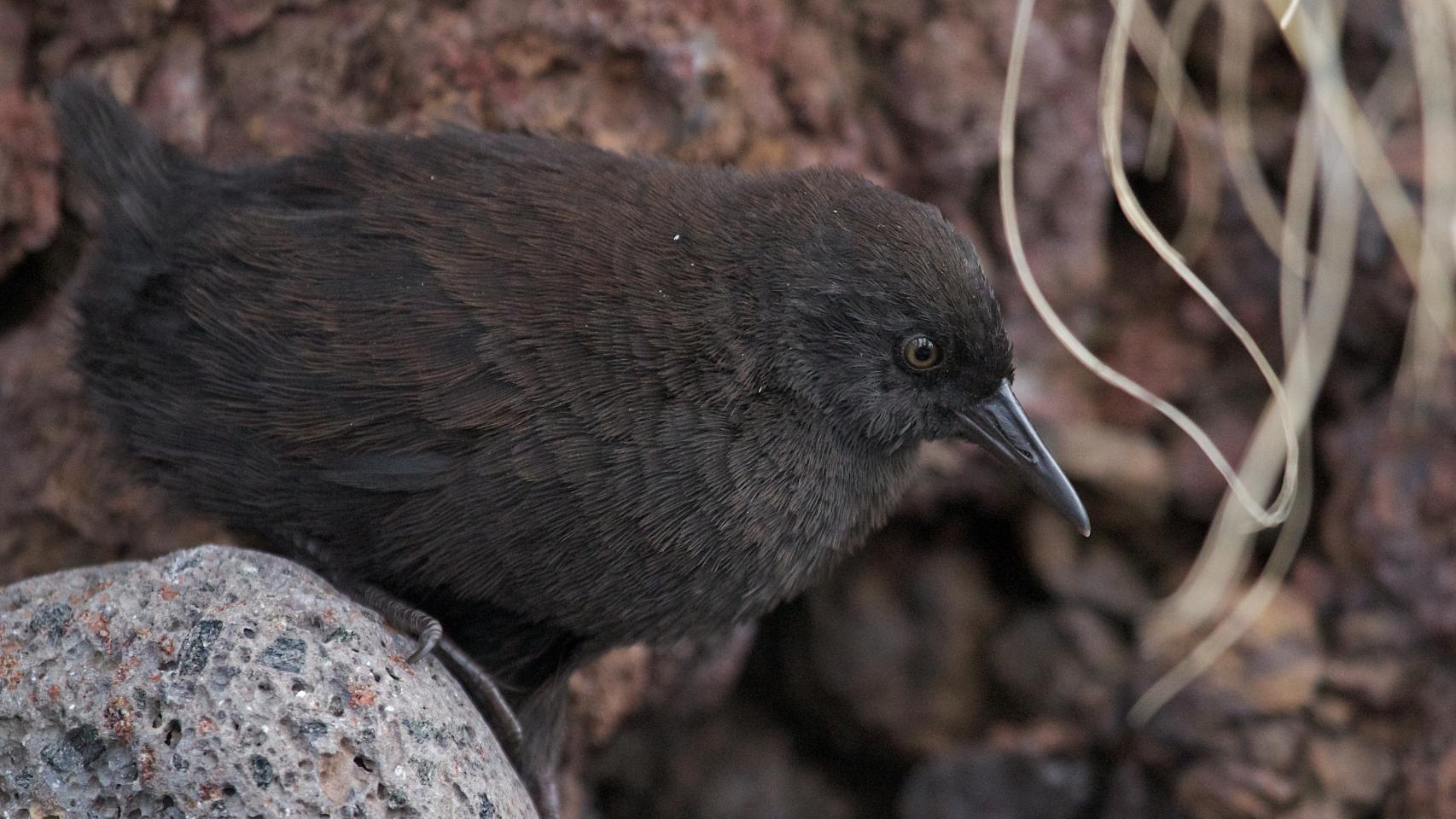 La Isla Inaccesible es hogar del ave no voladora más pequeña: el rasconcillo (Atlantisia rogersi).