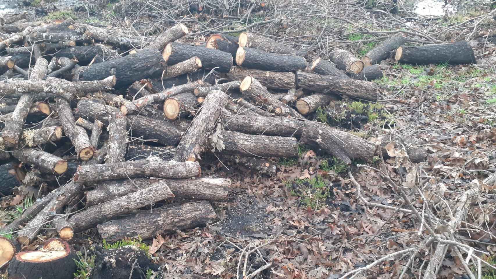 Imagen de la tala de árboles en Villardeciervos.