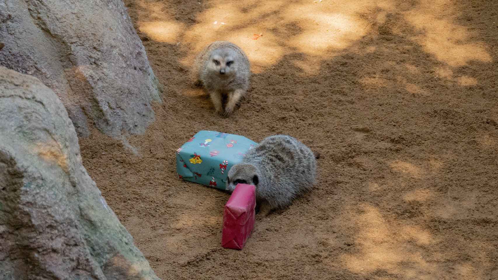 Los animales de Bioparc han recibido los regalos con mucha curiosidad.