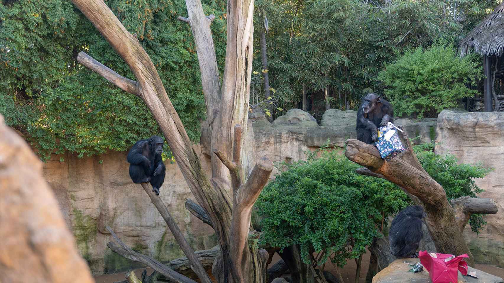 Unos chimpancés con los regalos de Reyes Magos.
