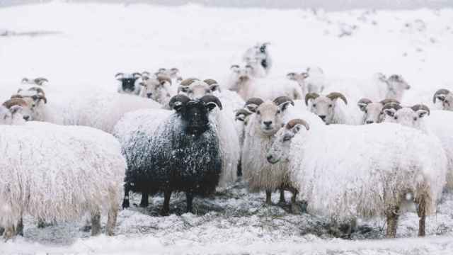 Un rebaño de ovejas pastan en el invierno islandés.
