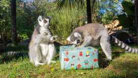Los lémures con sus regalos de Reyes.