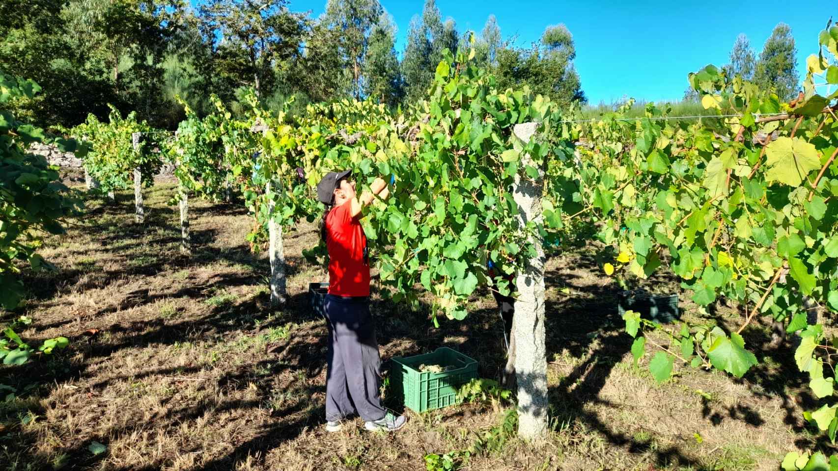 Vendimia en la finca del castillo de Soutomaior en 2022.